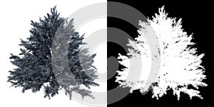 Front view of Plant Picea Pungens Montgomery 1 Tree png with alpha channel to cutout made with 3D render