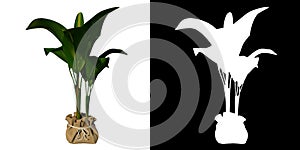 Front view of Plant Pot Musa Banana Tree 1 Tree white background 3D Rendering Ilustracion 3D