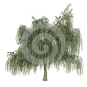 Front view of Plant Salix babylonica Weeping willow 2 Tree illustration vector