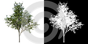 Front view of Plant Thornless honey locust- 1 Tree png with alpha channel to cutout made with 3D render