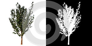 Front view of Plant Thornless honey locust- 1 Tree png with alpha channel to cutout made with 3D render