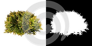 Front view of Plant Thuja Anna`s Magic Ball Dwarf Cedar- 1 Tree png with alpha channel to cutout made with 3D render