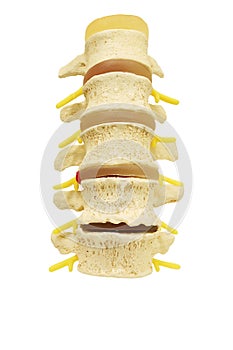 Front view of plastic study model backbone spinal nerve isolated