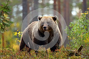 Big brown bear in a forest