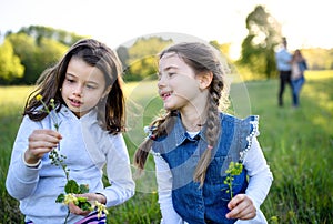Portrait of two small girls standing outdoors in spring nature, picking flowers.