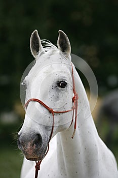 Front view portrait of young lipizzaner foal