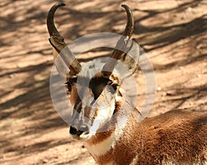 A Front View of a Pronghorn Antelope