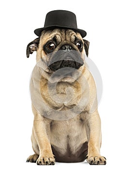 Front view of a Pug puppy wearing a top hat, sitting