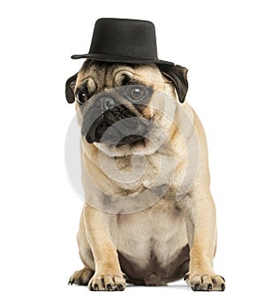 Front view of a Pug puppy wearing a top hat, sitting