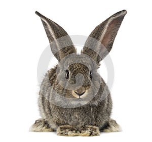 Front view of a Rabbit, isolated on white