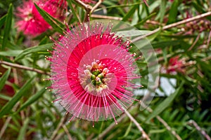 Front view of a red Callistemon \'Splendens