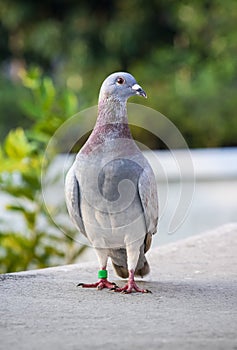 Front view of red choco color speed racing pigeon standing on home loft