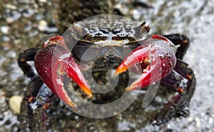 FRONT VIEW OF RED CLAWED CRAB ON A BLURRED BACKGROUND