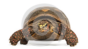 Front view of a Red-footed tortoise, Chelonoidis carbonaria