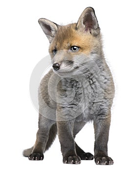 Front view of Red fox cub, 6 Weeks old, standing