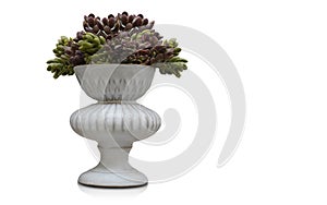 front view red and green cactus on white ceramic vase on white background, nature, banner, template, object, decor, copy space