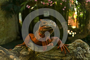 Front view of Red Iguana`s head. Red Iguana climbing up a tree. Macro photo of large Iguana iguana. Red iguana Isolated on natura