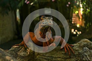 Front view of Red Iguana`s head. Red Iguana climbing up a tree. Macro photo of large Iguana iguana. Red iguana  on natura