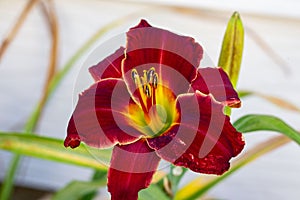 Front view of a red lily in the south garden
