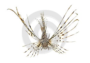 Front view of a red lionfish isolated on white