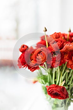 Front view of red persian buttercups in a glass vase on white background. Ranunculus asiaticus.