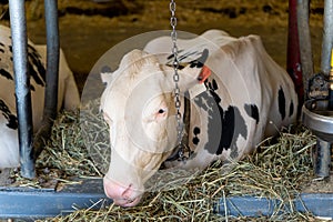 front view of resting, solitary white spotted cow in cowshed, waiting for automatic industrial milking system in modern