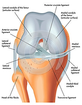 Front view of the right knee in flexion