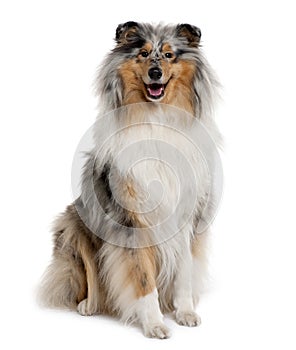 Front view of Rough Collie, sitting photo