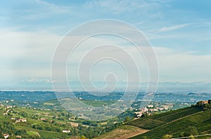 Front view of rows of ready to harvested, Moscato grapes, Piedmont region of Italy