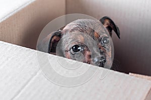 Sad mongrel puppy foundling in a cardboard box photo