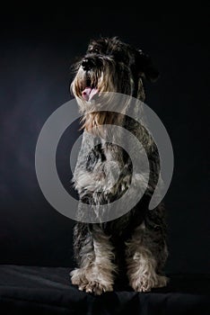 Front view of salt and pepper colored Giant Schnauzer in studio on gradient black background. Close up portrait of a