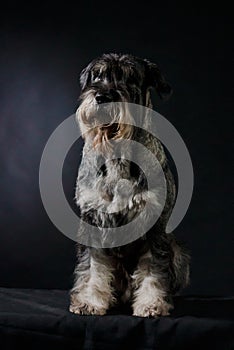 Front view of a salt and pepper Giant Schnauzer in the studio against a black gradient background. Close-up portrait of