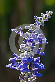 Front view of a Salvia bloom in sunlight