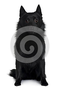 Front view of Schipperke dog sitting