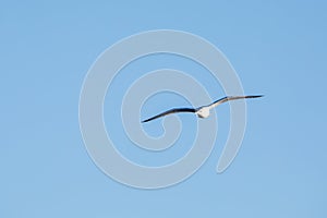 Front view of a seagull soaring in the blue sky