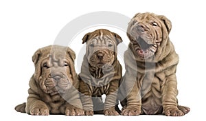 Front view of Shar Pei puppies sitting in a row,