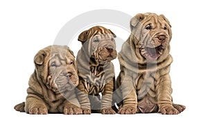 Front view of Shar Pei puppies sitting in a row,