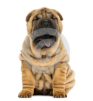 Front view of a Shar pei puppy, open mouth, Yawning