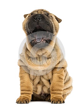 Front view of a Shar pei puppy, open mouth, Yawning photo