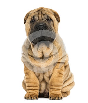 Front view of a Shar pei puppy sitting and looking at the camera