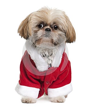 Front view of Shi-Tzu in Santa Claus suit sitting photo