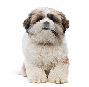 Front view of a Shih Tzu puppy lying