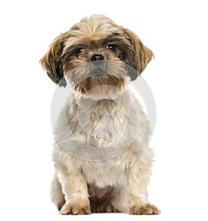 Front view of a Shih tzu sitting, isolated