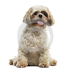 Front view of a Shih tzu sitting, panting, looking at the camera