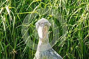 Front view of a Shoebill, also called Abu Markub, Latin Balaeniceps rex