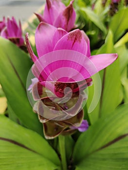 Front view of Siam tulip or Curcuma alismatifolia