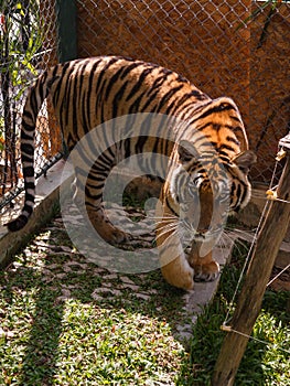 Front view of a Siberian tiger cub walks through the aviary. Vertical view.