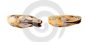 Front view or side view of steamed or cooked mussels without shell isolated on white background with clipping path