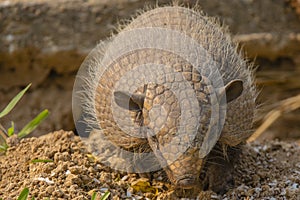 Front View of Six-Banded Armadillo