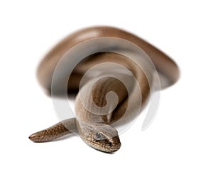 Front view of a slowworm - Anguis fragilis